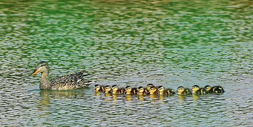 《星球大战：法外狂徒》玩家可借通缉系统挑战自己